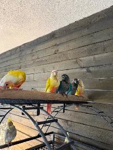 Baby Conure and Cockateil - Photo 4