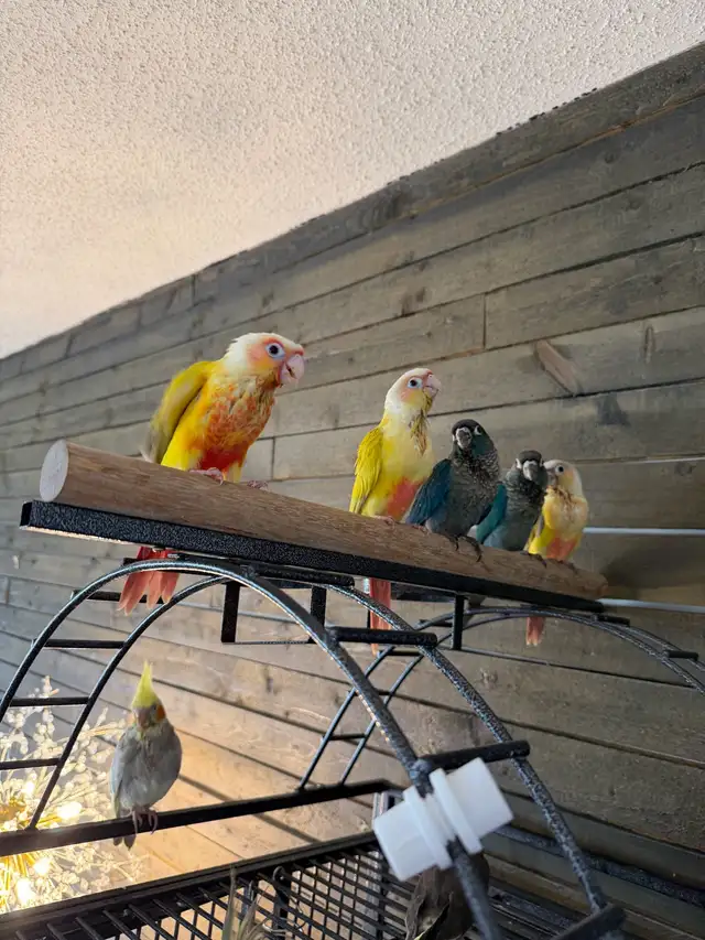 Baby Conure and Cockateil - Photo 5