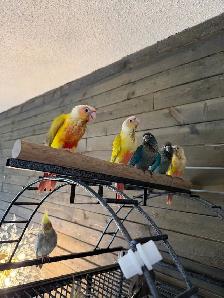 Baby Conure and Cockateil - Photo 5
