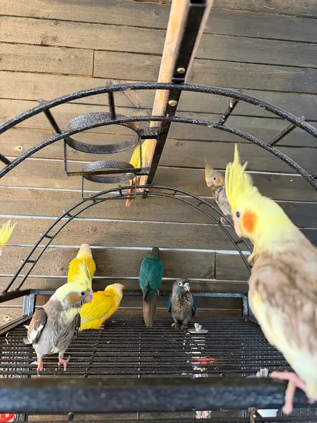 Baby Conure and Cockateil - Photo 6