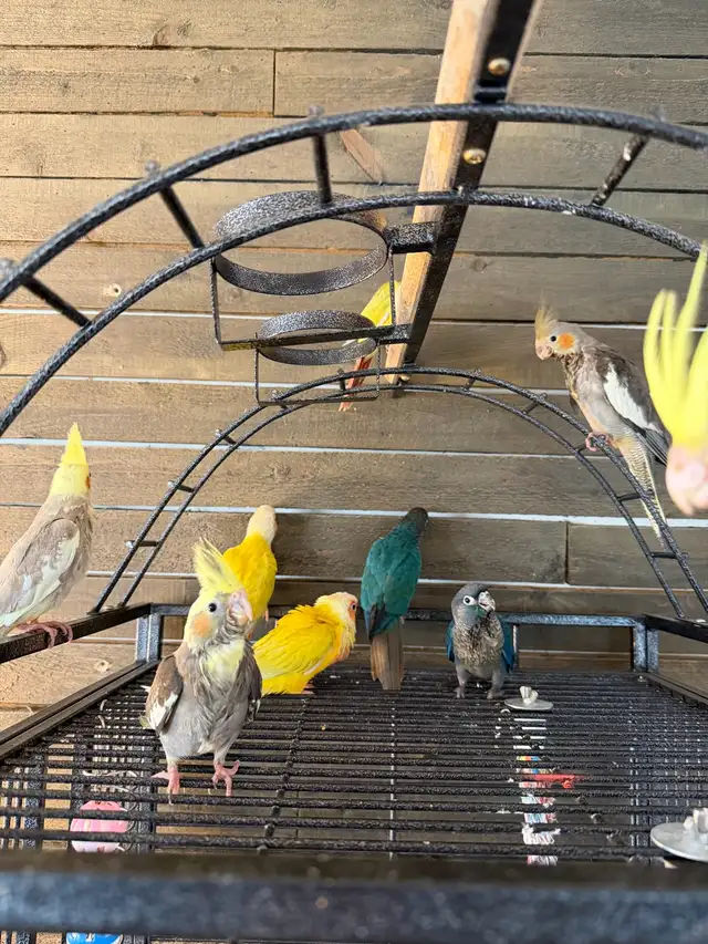 Baby Conure and Cockateil - Photo 7