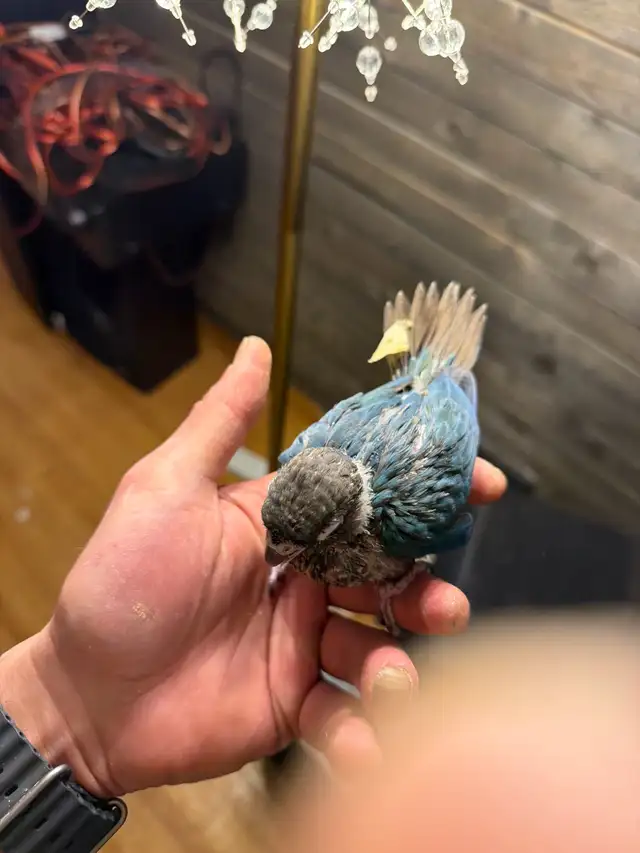 Baby Conure and Cockateil - Photo 8