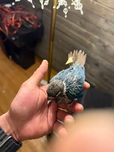 Baby Conure and Cockateil - Photo 8
