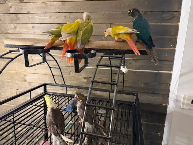 Baby Conure and Cockateil - Photo 9