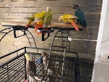 Baby Conure and Cockateil - Photo 9