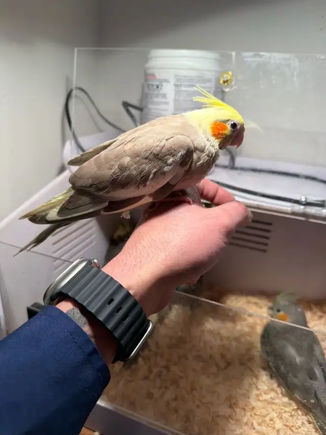 Baby Conure and Cockateil - Photo 10