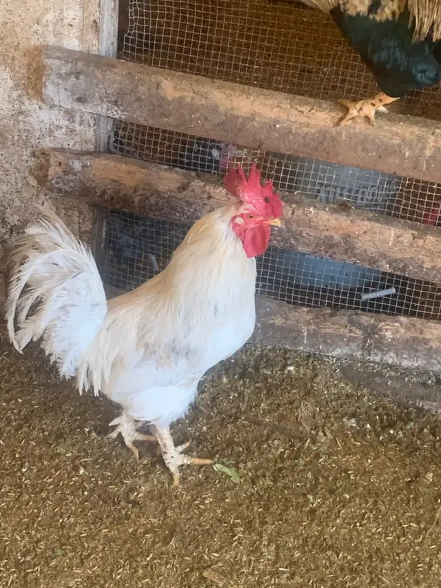 Heritage Roosters - Photo 2