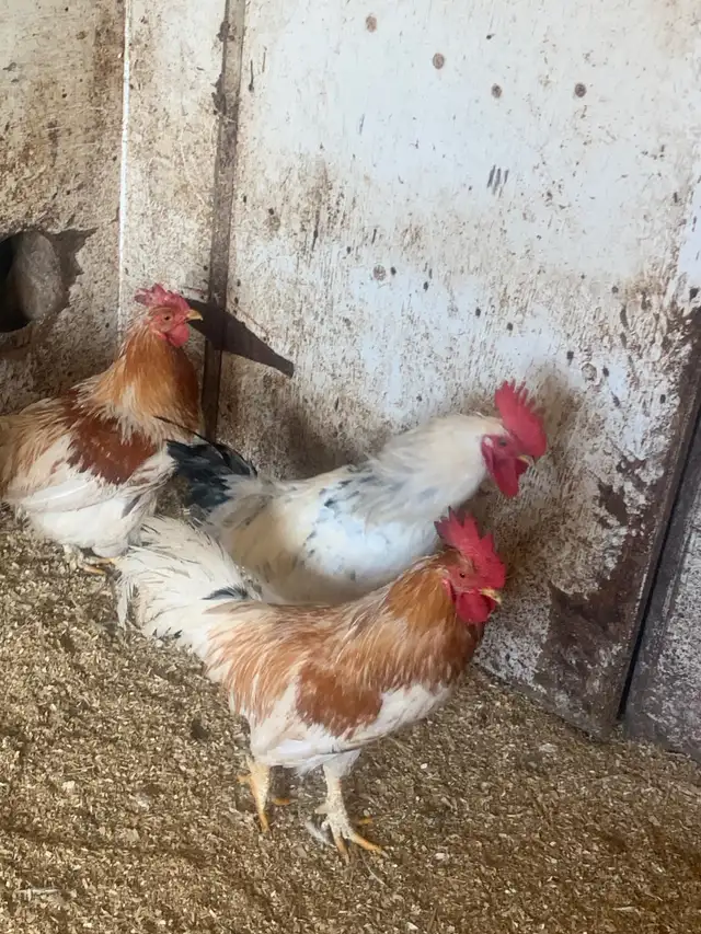 Heritage Roosters - Photo 3