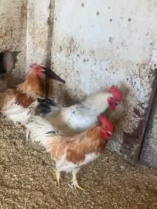 Heritage Roosters - Photo 3