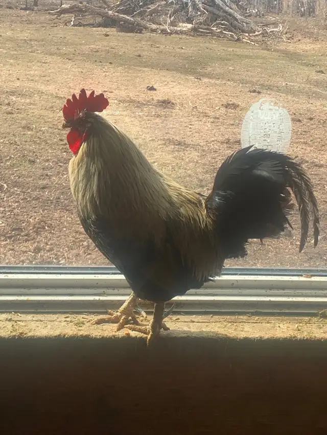 Heritage Roosters - Photo 4