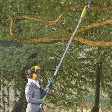 CASH - Tree Cutter - TEXT ONLY - ASAP - Job