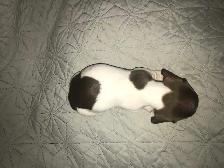 Teckels miniatures Dachshunds - Photo 2