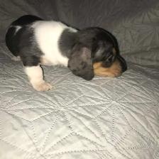 Teckels miniatures Dachshunds - Photo 6