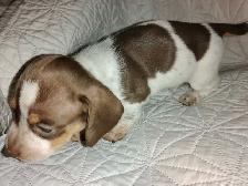 Teckels miniatures Dachshunds - Photo 9