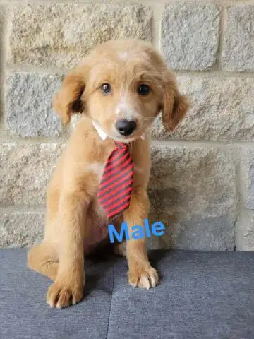 MINI F1B GOLENDOODLE