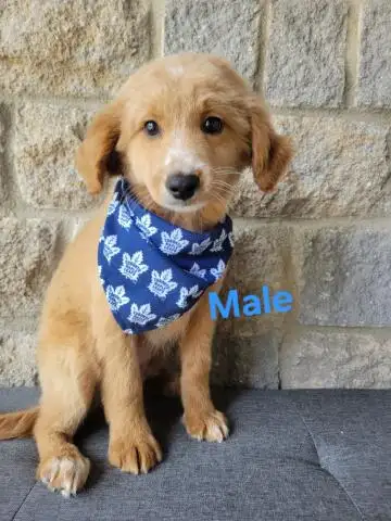 MINI F1B GOLENDOODLE - Photo 2