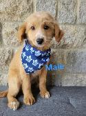 MINI F1B GOLENDOODLE - Photo 2