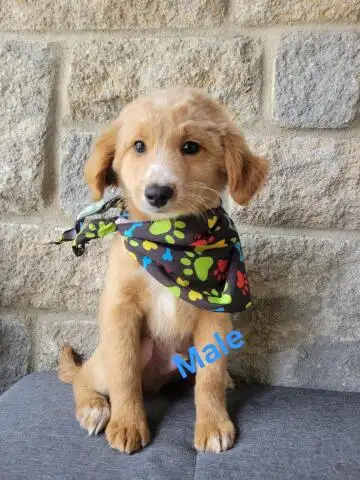 MINI F1B GOLENDOODLE - Photo 3