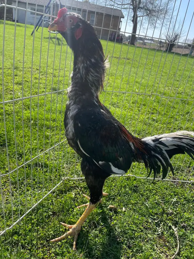 aseel asil - Photo 2