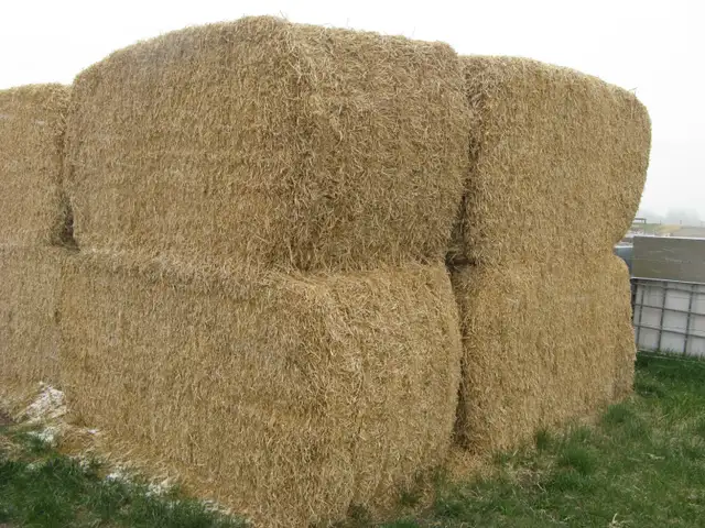 PEA VINE STRAW
