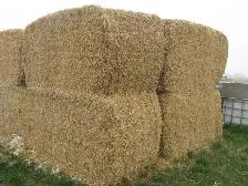 PEA VINE STRAW