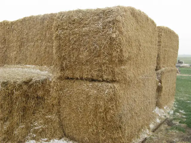 PEA VINE STRAW - Photo 2