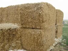 PEA VINE STRAW - Photo 2