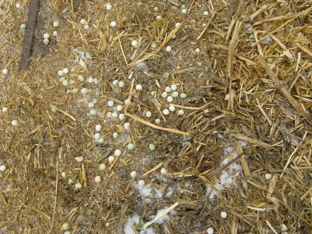 PEA VINE STRAW - Photo 3