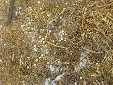 PEA VINE STRAW - Photo 3