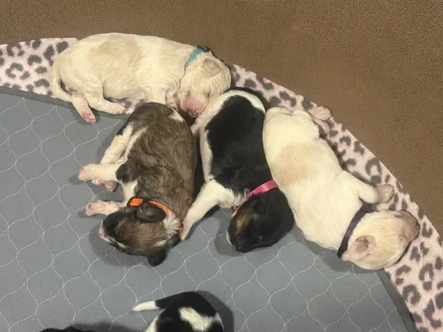 Goldendoodle Puppies!