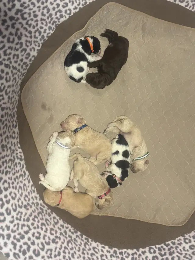 Goldendoodle Puppies! - Photo 6