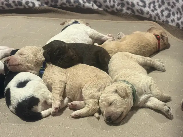 Goldendoodle Puppies! - Photo 7