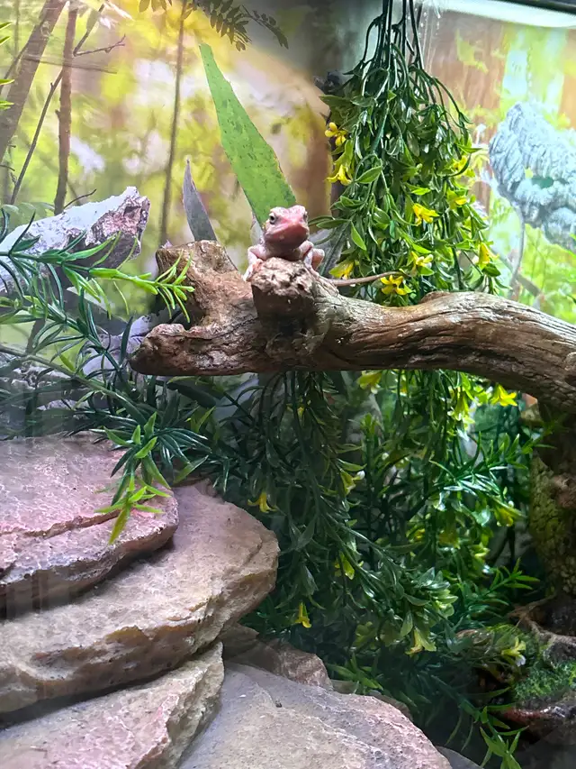 Baby bearded dragons for sale