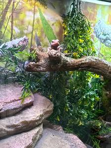 Baby bearded dragons for sale