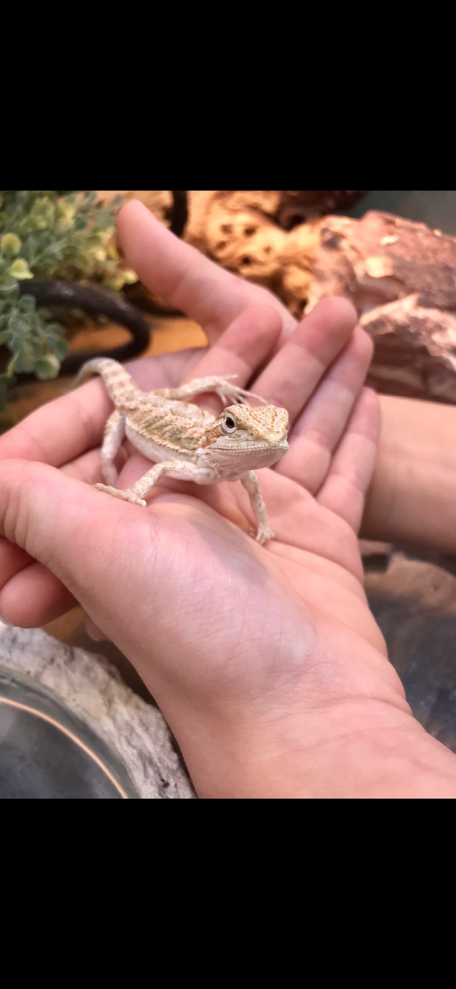 Baby bearded dragons for sale - Photo 2