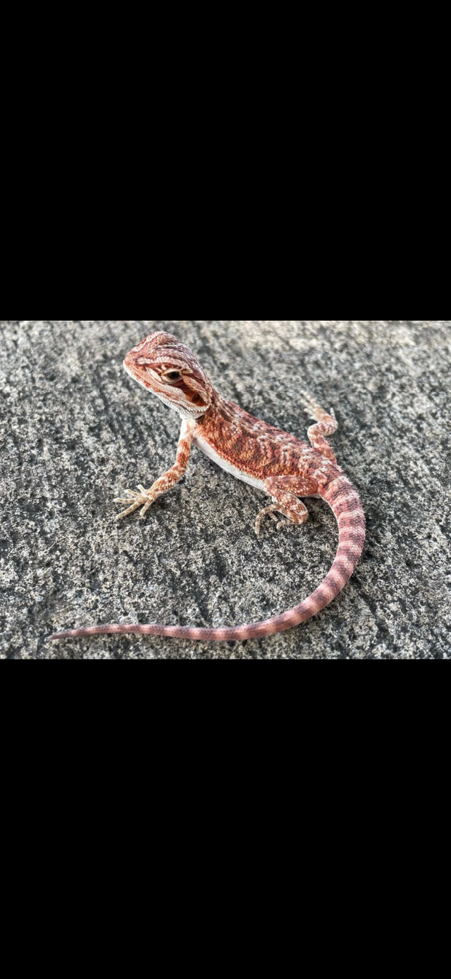 Baby bearded dragons for sale - Photo 3