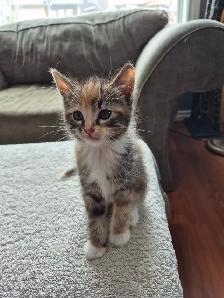 Kittens - Photo 2