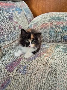 Kittens - Photo 3