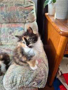 Kittens - Photo 4