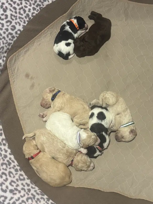 Gorgeous Goldendoodle Puppies - Photo 2