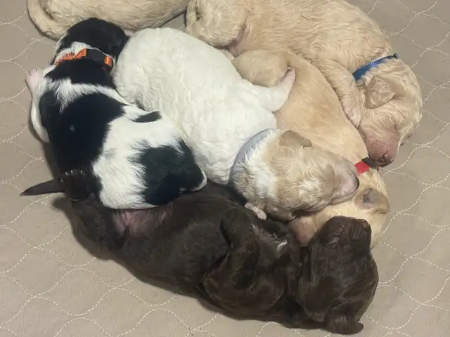 Gorgeous Goldendoodle Puppies - Photo 6