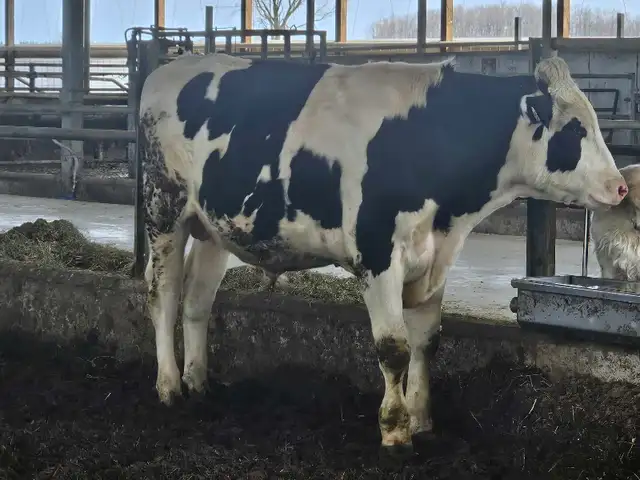 Registered Holstein breeder bull
