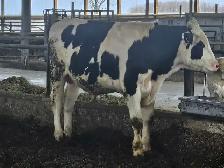 Registered Holstein breeder bull