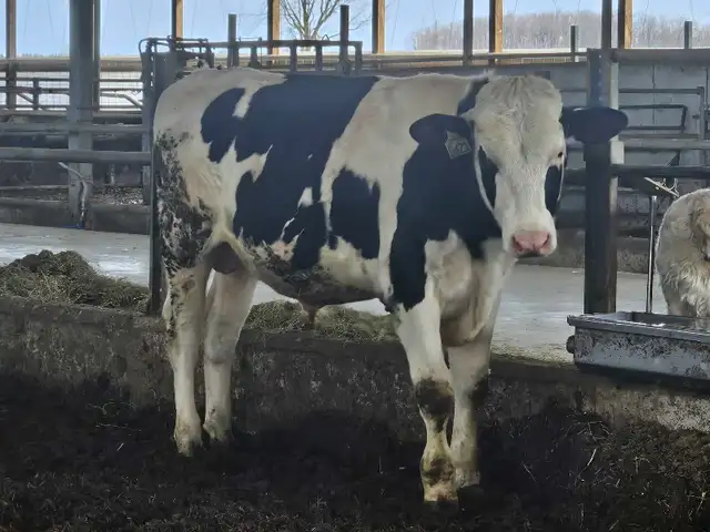 Registered Holstein breeder bull - Photo 2