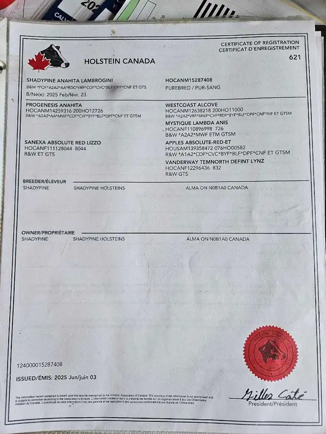 Registered Holstein breeder bull - Photo 3