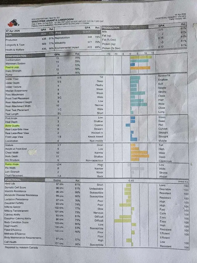 Registered Holstein breeder bull - Photo 4