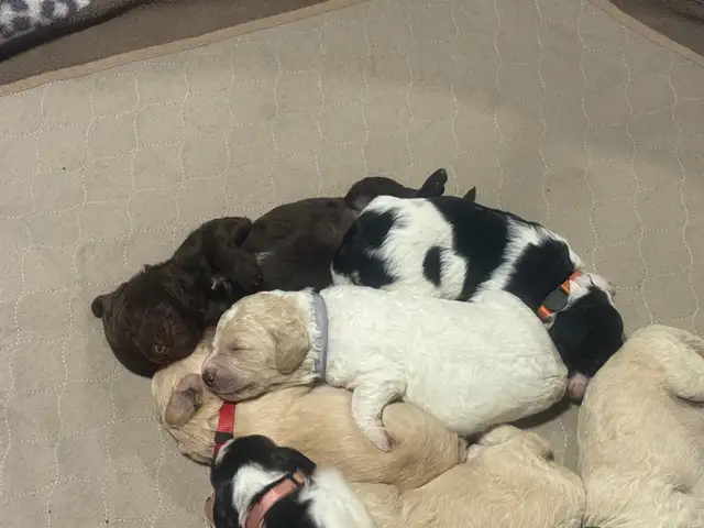 Colourful Goldendoodle Puppies
