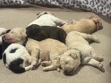 Colourful Goldendoodle Puppies - Photo 4