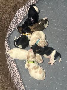 Colourful Goldendoodle Puppies - Photo 5