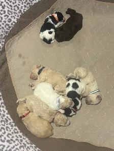 Colourful Goldendoodle Puppies - Photo 6